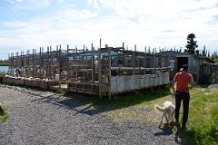 34A White Husky Dog Kennel At The Arctic Chalet in Inuvik Northwest Territories.jpg